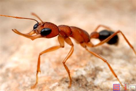 世界上最大的蚂蚁，公牛蚁长达3.7厘米（蚁界巨无霸）_工蚁_蚁后_食物