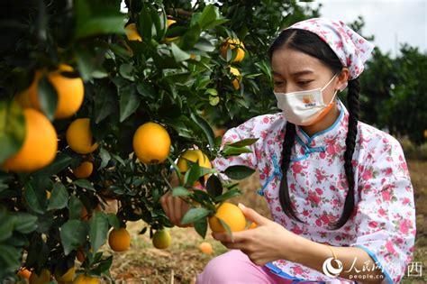 中国农民丰收节-道县19万亩脐橙喜获丰收 走俏“北上广”
