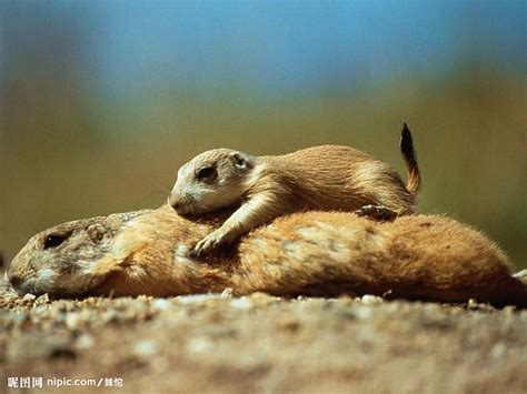 【濒危--哺乳类】虎鼬- 中国生物多样性保护与绿色发展基金会