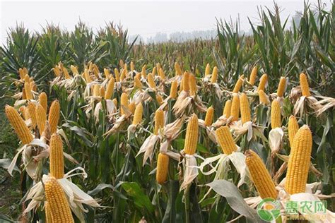 2016年西北春玉米种植技术要点_农化服务_红色劲典缓控释肥料网