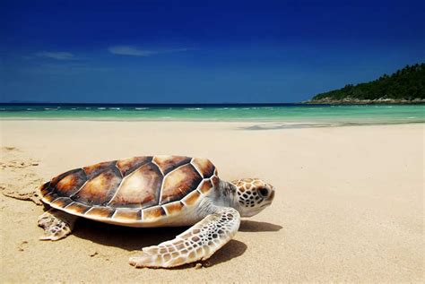 爬行的海龟图片-沙滩上的爬行的海龟素材-高清图片-摄影照片-寻图免费打包下载