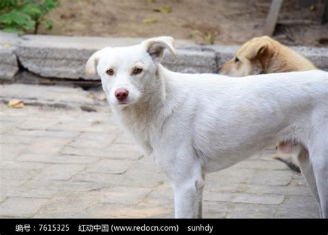 白色的农家土狗图片高清图片下载_红动中国