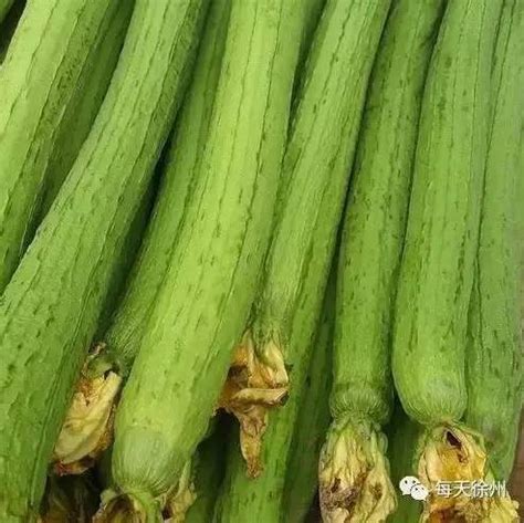 绿色蔬菜丝瓜种植介绍 - 深圳市绿然展业发展有限公司