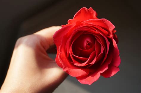 网页制作大宝库植物花草之玫瑰花素材图片2
