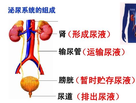 科普知识一：泌尿系统的构成及尿液的形成过程 - 知乎