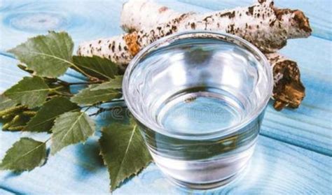 桦树汁的功效与作用及用法_健康大百科