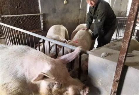 母猪的产后护理及仔猪保育技术！|遗传育种【搜猪网_生猪预警网】