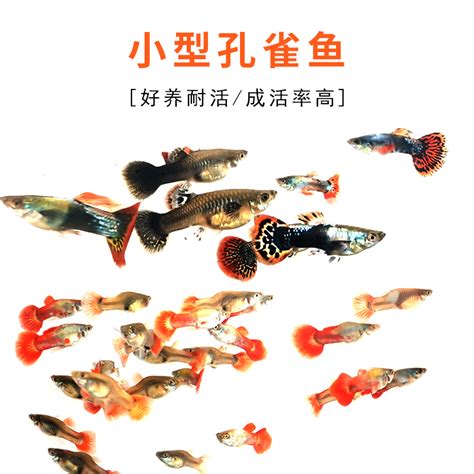 观赏鱼的种类及图片,名贵观赏鱼,观赏鱼117种图片名字_大山谷图库