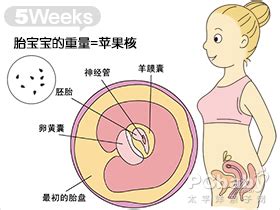 【怀孕5周】怀孕五周胎儿图,怀孕5周吃什么、注意什么_亲子百科_太平洋亲子网