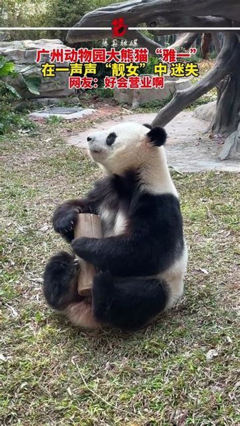 广州动物园熊猫爽快过夏天