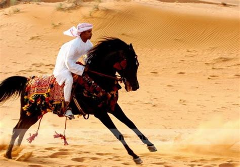 阿拉伯纯种马驯养揭密价值百万