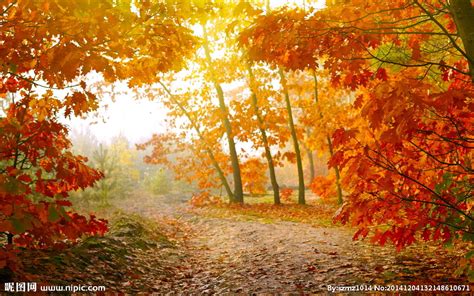 森林公园美丽的秋色高清图片下载-正版图片500666573-摄图网