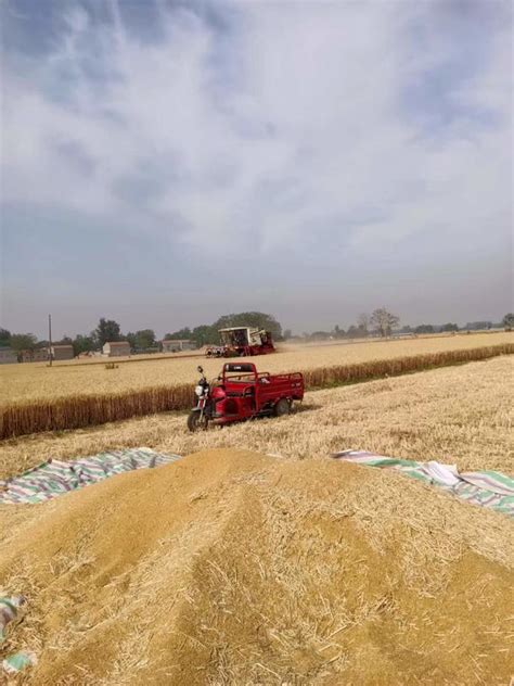 我们的家乡在希望的田野上——郸城县蔬菜基地三夏麦收抗疫防火生产忙-大河网