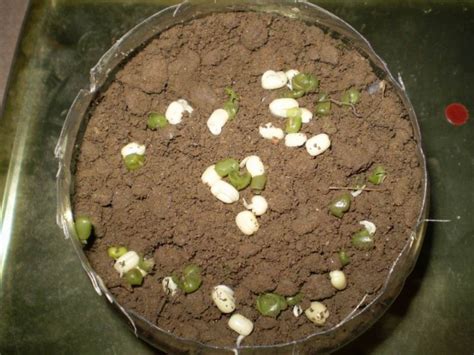 绿豆芽的生长过程怎么写