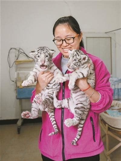 宁波雅戈尔动物园有喜事啦！白虎宝宝满月了萌态十足