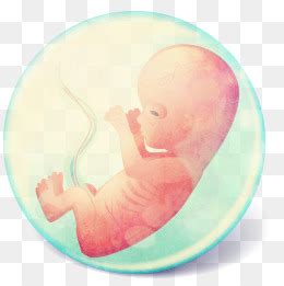 婴儿 胎儿 发育模型 孕期 胚胎 生殖 子宫 哺育 哺乳 孕妇 子宫 妇产科 孕期 生育 受精-cg模型免费下载-CG99
