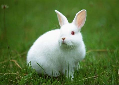 1999年属兔人是什么命 99年属兔的是什么命-善吉网