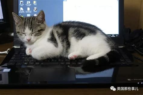 520送一把可爱猫咪键盘——iQunix M80 - 知乎