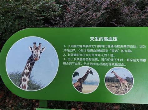 2020南京红山动物园免费开放日是哪天 预约方式_旅泊网