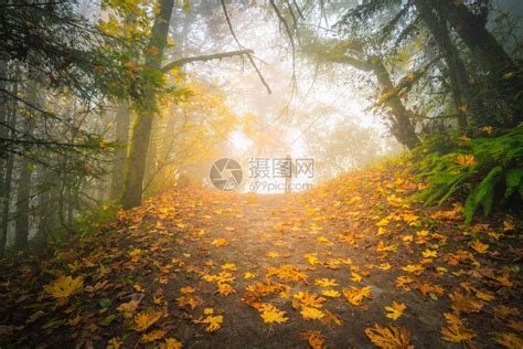 一个人在迷雾的森林里徒步旅行高清图片下载-正版图片505801951-摄图网