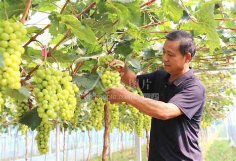 安徽涡阳：特色农业助力乡村振兴-人民图片网