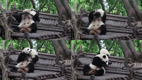 成都大熊猫繁育研究基地举办“丰容”活动 大熊猫雪地撒欢
