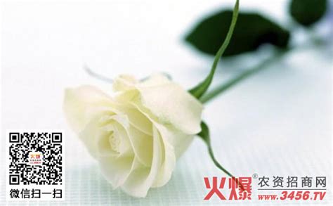 白玫瑰花语，白玫瑰代表什么意思-智农361-农事百科