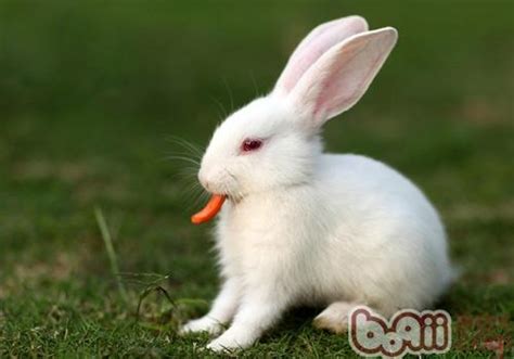 兔兔是什么 - 知百科