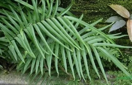 蜈蚣草-罗浮山野生动植物-图片