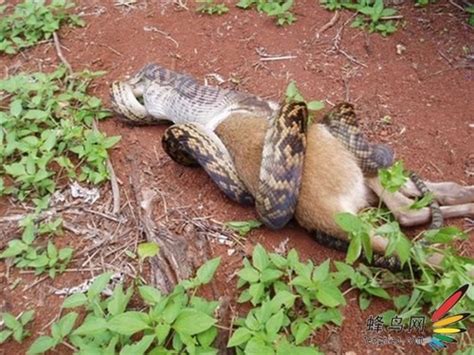 野外缅甸蟒孵蛋的一天 - 蟒蛇科普