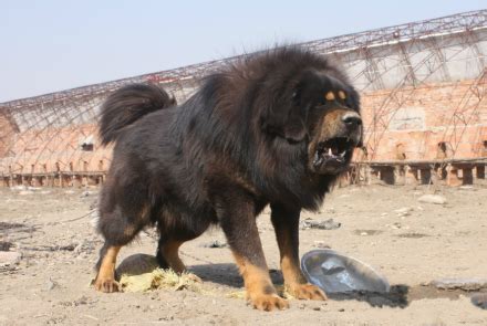 【纯红藏獒】藏獒中的“汗血宝马”，西藏仅20只，你见过吗？