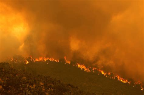 澳大利亚森林大火 - 俄罗斯卫星通讯社