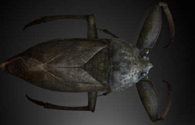 昆虫世界的水下怪兽——水蝽特辑 · 水底篇！
