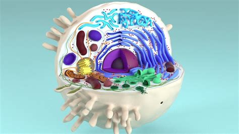 制作真核细胞的三维结构模型