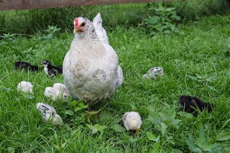 一只白母鸡和她的小鸡一起高清图片下载-正版图片504217740-摄图网