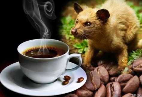 猫屎咖啡的由来加盟 费用多少 条件-就要加盟网