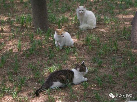 中国8种野生小型猫科动物简介_五次方物语_新浪博客