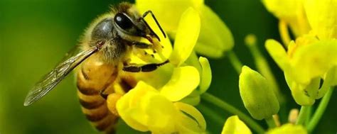 蜜蜂的介绍以及特点 - 业百科