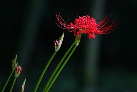 曼珠沙华，别名红色彼岸花（Lycorisradiata）、又称“引魂之花” - 知乎