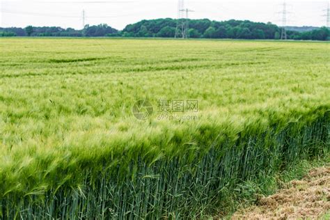 野外种植的青绿色大麦高清图片下载-正版图片305822121-摄图网