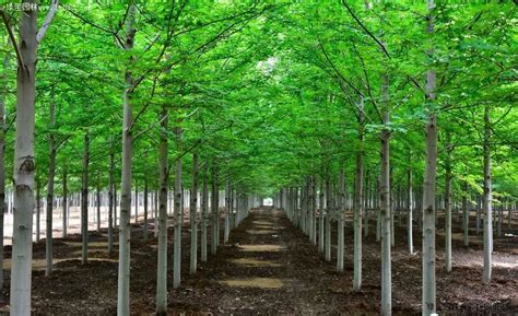 虹越创造苗木销售奇迹：180亩苗圃五个月苗木销售900万元- 园林资讯 - 园林网