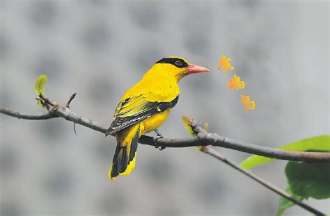 黄色创意黄鹂鸟元素素材图片免费下载-千库网