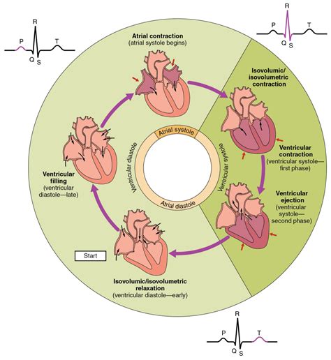 心动周期(心脏收缩和舒张构成的机械活动周期)_360百科