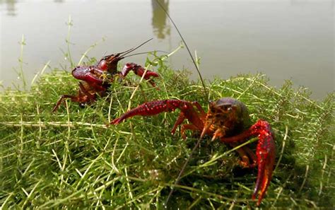 野生小龙虾吃什么食物 - 业百科