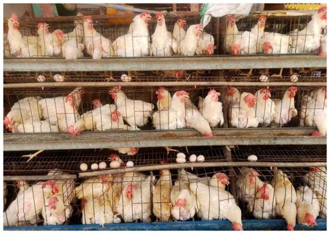 智能农业工厂：禽类养殖_腾讯视频