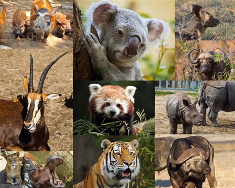 动物园动物摄影高清图片 - 爱图网