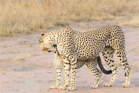 猎豹是速度最快的动物，为何还会被花豹捕杀，这一缺陷非常致命