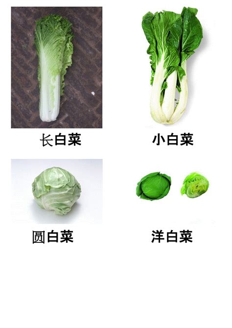 蔬菜名字大全 各类蔬菜名称 —【发财农业网】