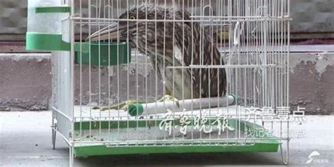 枣庄市民捡的这只“怪鸟” 原是国家三级保护动物_手机新浪网