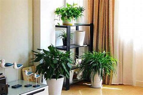 最适合客厅摆放的15种大行绿植，超大气漂亮！ - 知乎
